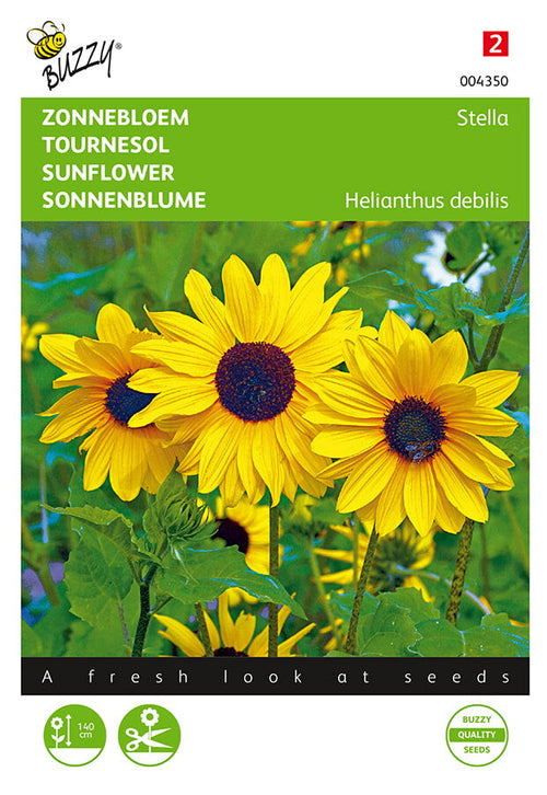 Buzzy Seeds Sonnenblumen Stella kleinblumige