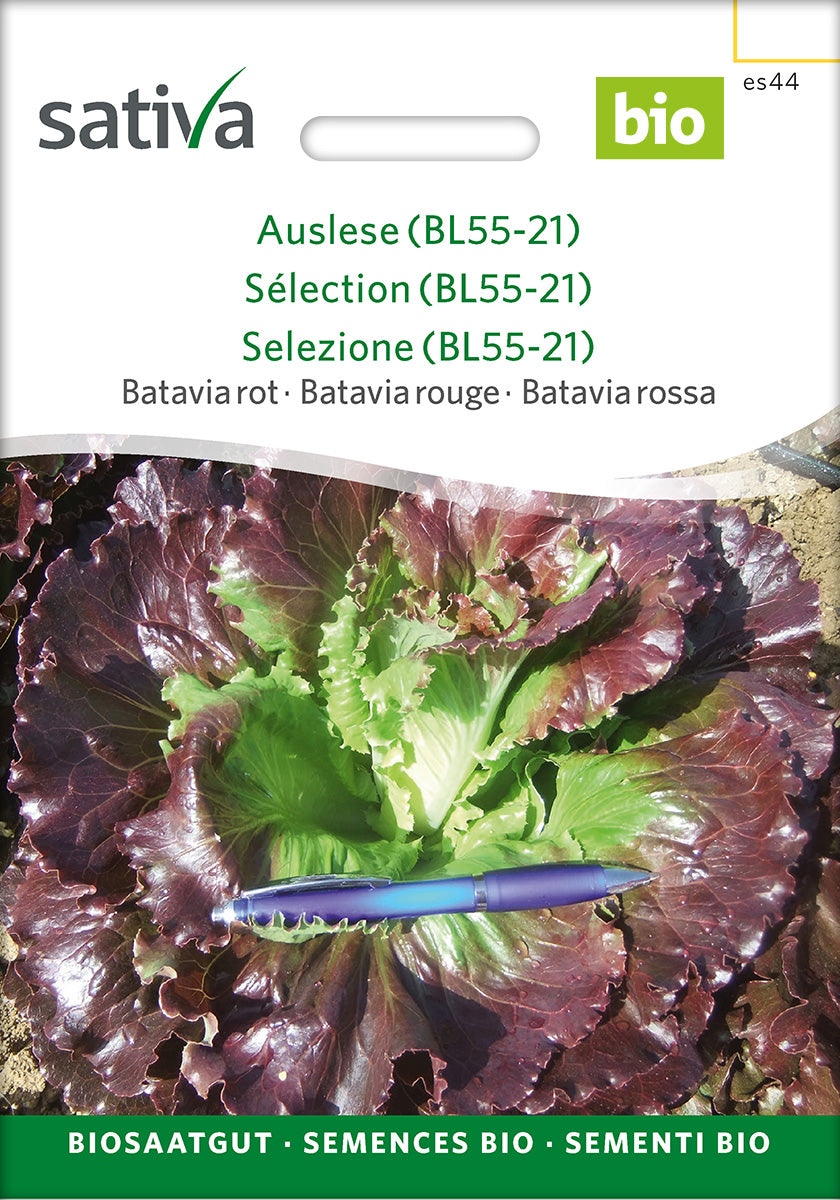 Sativa Bataviasalat rot Auslese (BL55-21)