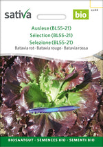 Sativa Bataviasalat rot Auslese (BL55-21)