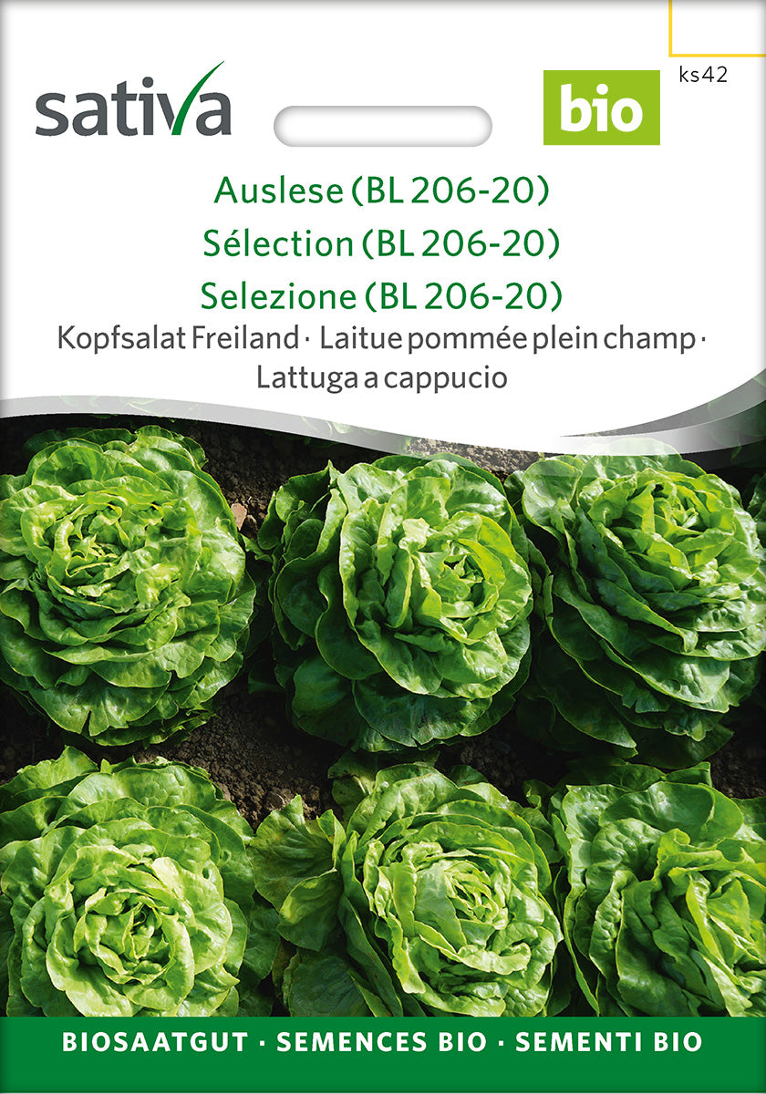 Sativa BIO Kopfsalat Freiland Auslese (BL 206-20)