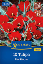 Wildtulpe Tulipa batalinii Red Hunter
