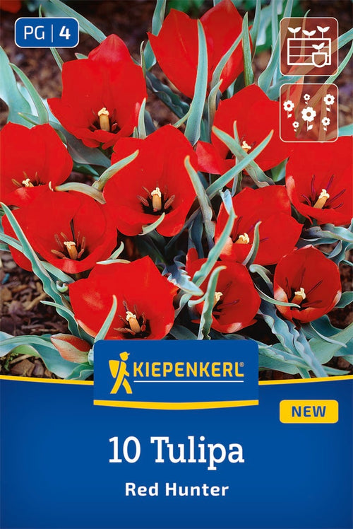 Wildtulpe Tulipa batalinii Red Hunter