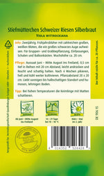 Quedlinburger Stiefmütterchen Schweizer Riesen Silberbraut