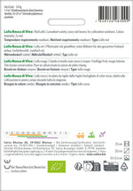 Sativa Lollo rot Lollo Rossa di Vino