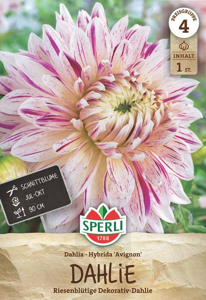 SPERLI Dahlie Dahlie Avignon