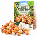 HILD Wintersteckzwiebel Senshyu Yellow 750 Gramm