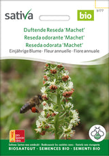Sativa Duftende Reseda Machet