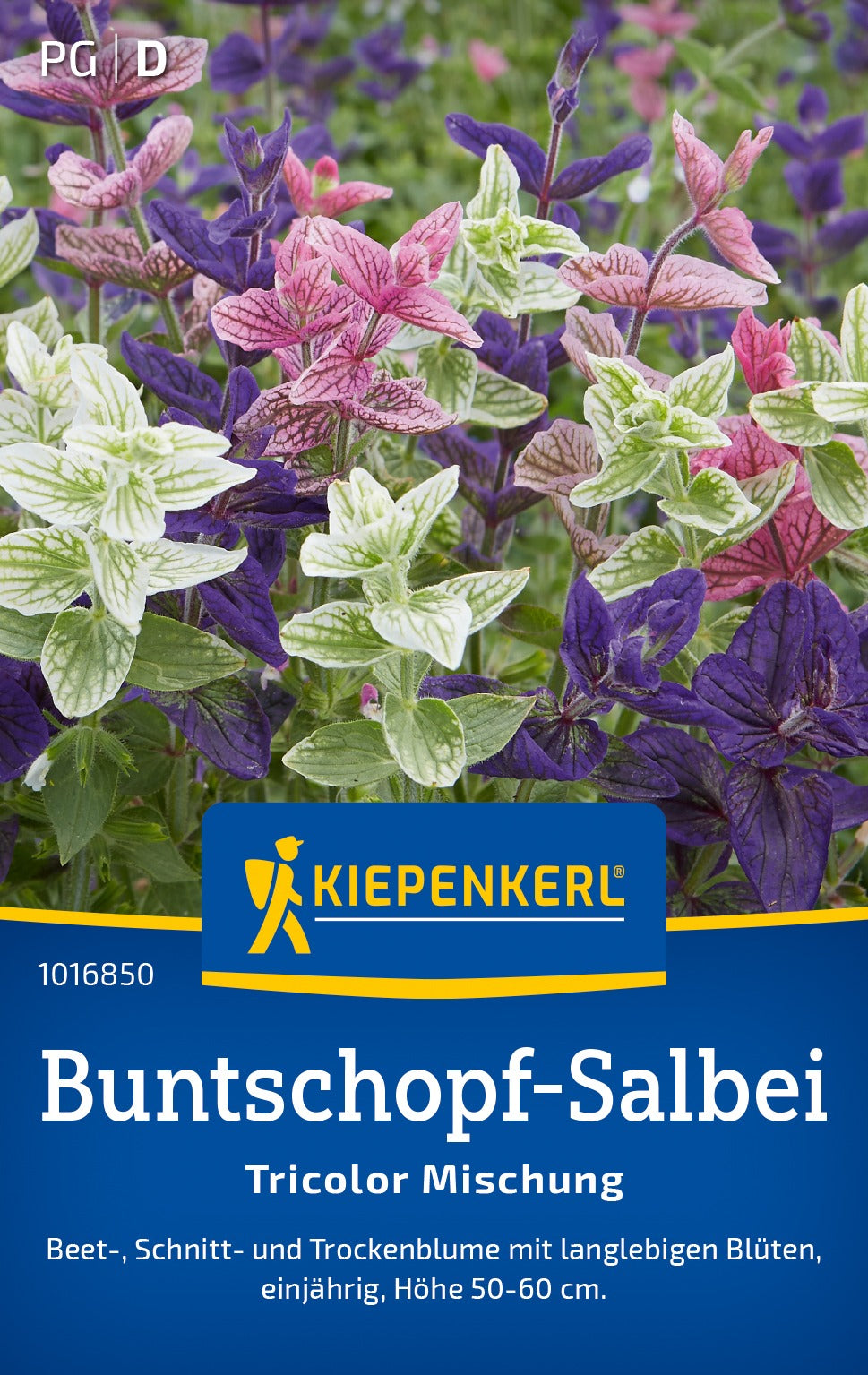 Kiepenkerl Salbei Tricolor Mischung
