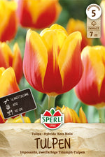 Triumph-Tulpe Kees Nelis