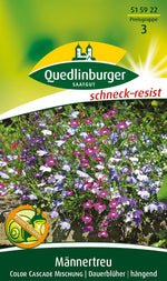 Quedlinburger Männertreu - Lobelie Color Cascade Mischung