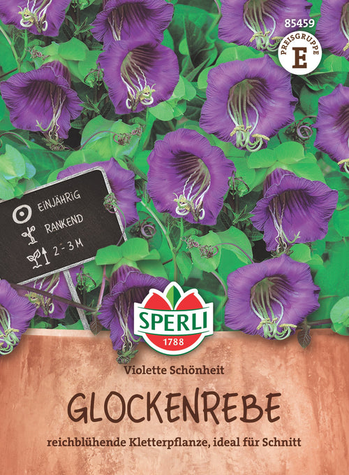 SPERLI Glockenrebe Violette Schönheit