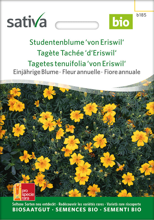 Sativa Studentenblume von Eriswil