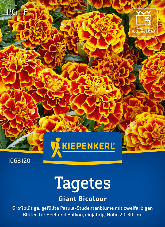 Kiepenkerl Studentenblumen Giant Bicolour