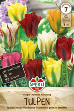 Viridiflora-Tulpen Mischung