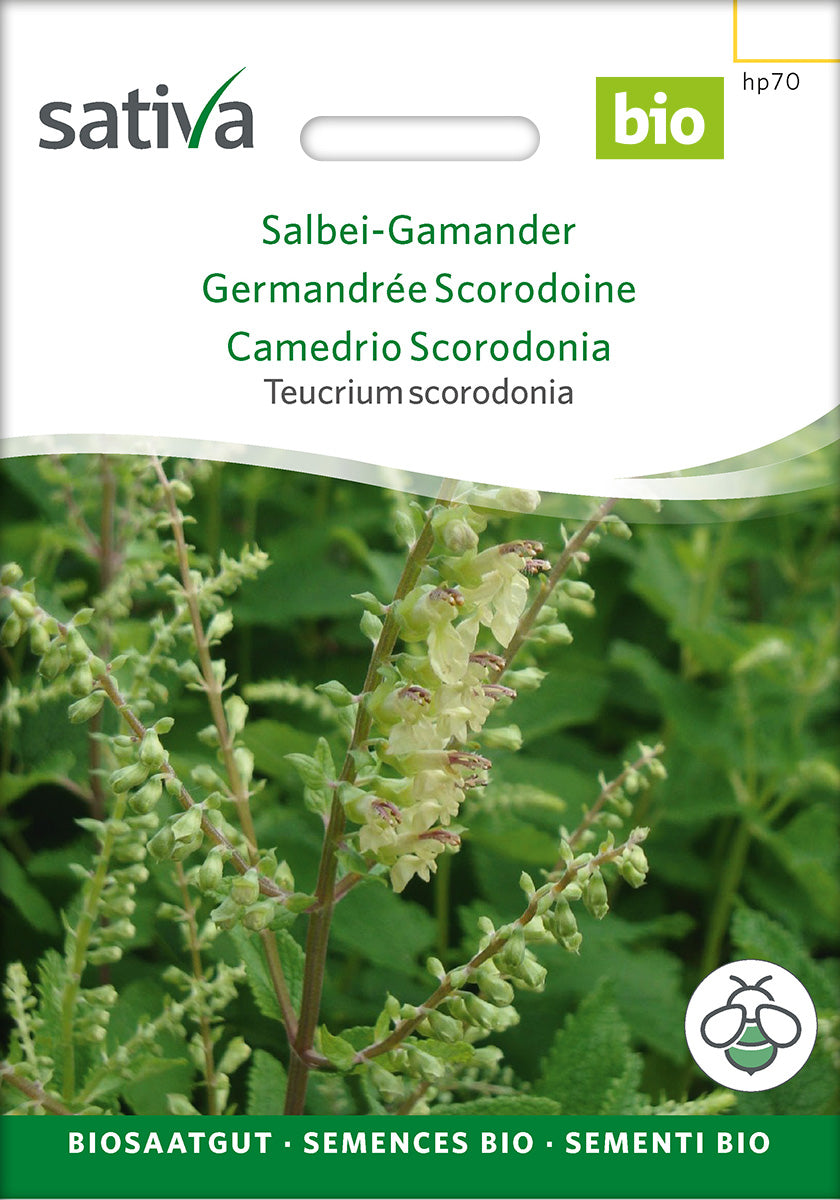 Sativa Teucrium scorodonia Salbei-Gamander