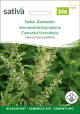 Sativa Teucrium scorodonia Salbei-Gamander