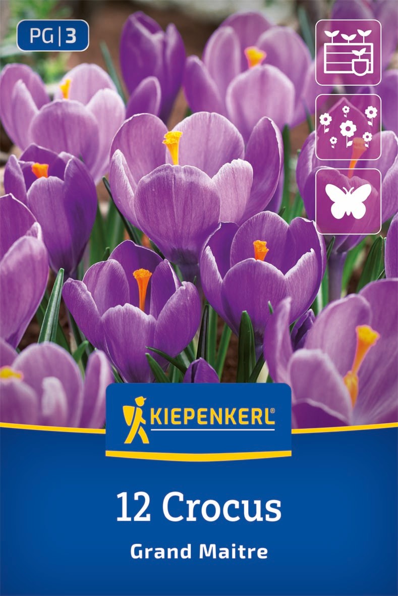 Großblumiger Krokus Grand Maitre