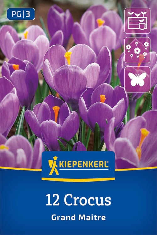 Großblumiger Krokus Grand Maitre