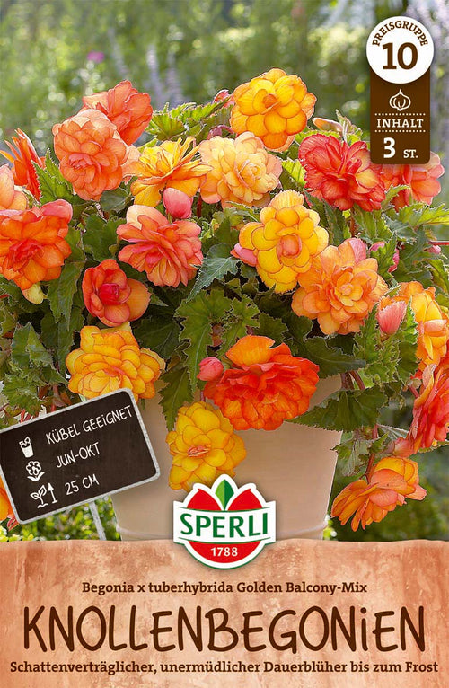 SPERLI Begonie  Golden Balcony Mix