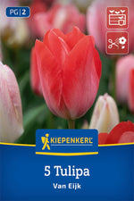 Darwin-Hybrid-Tulpe Van Eijk