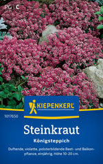 Kiepenkerl Steinkraut Königsteppich