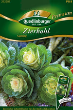 Quedlinburger Zierkohl  Sunrise