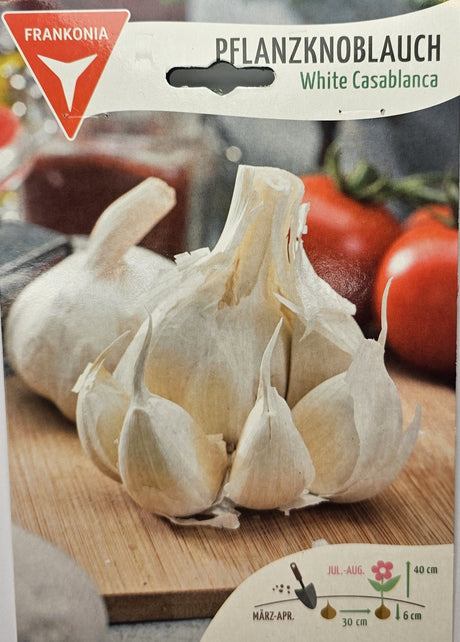 Samen Pfann Pflanzknoblauch White Casablanca