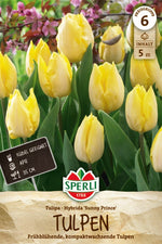 Einfache Frühe Tulpe Sunny Prince