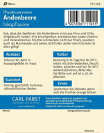 Pabst Keimkraft Physalis Andenbeere Inkapflaume