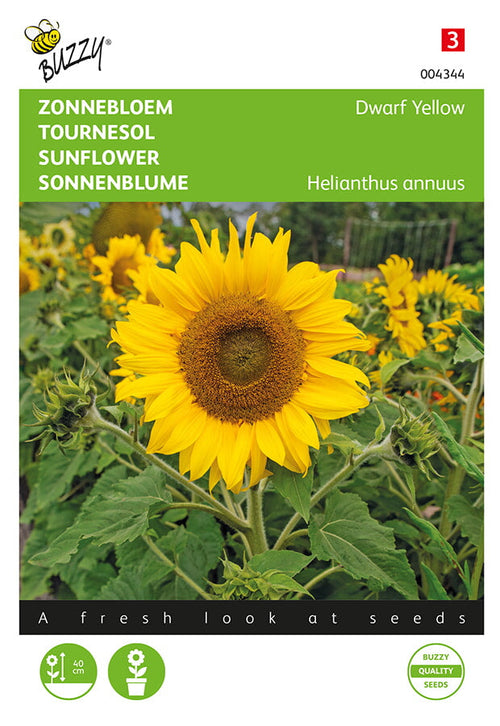 Buzzy Seeds Sonnenblumen niedrige