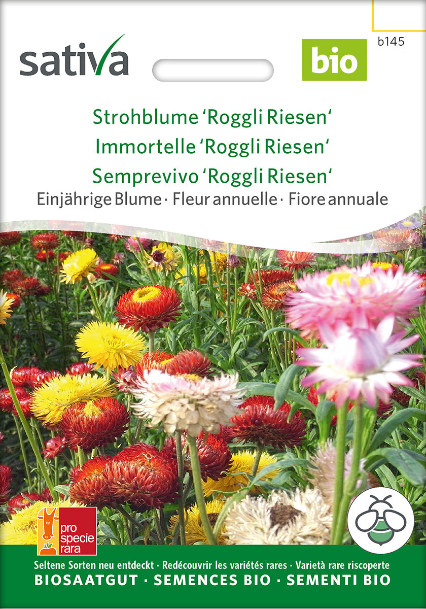 Sativa Strohblume Roggli Riesen