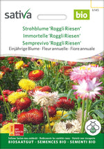 Sativa Strohblume Roggli Riesen