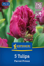 Papagei-Tulpe Parrot Prince