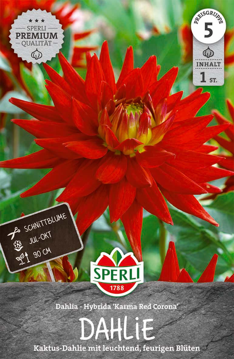 SPERLI Dahlie Karma Red Corona