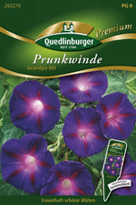 Quedlinburger Prunkwinde Grandpa Ott