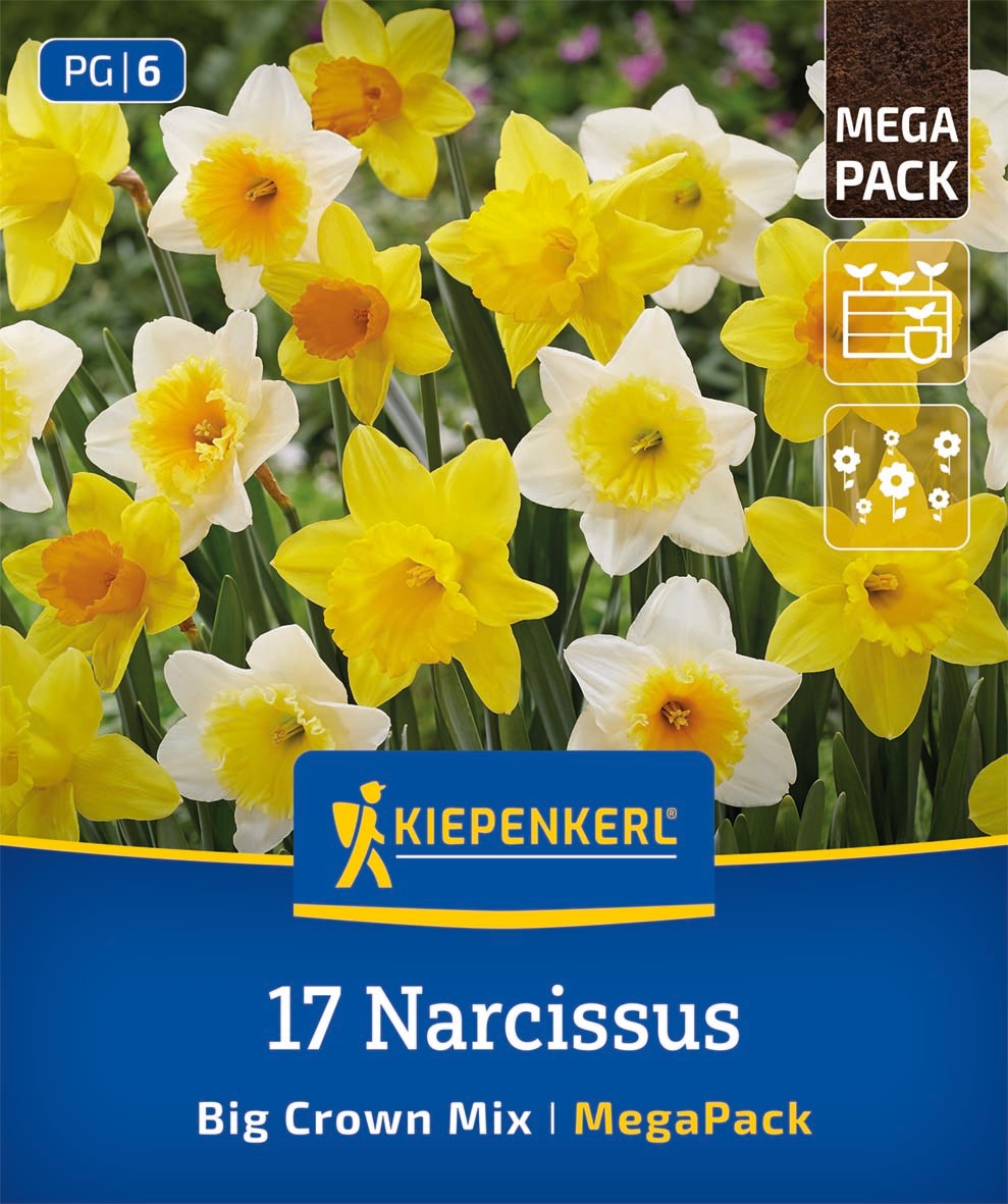 Mega-Pack Narzissen Großkronige Mischung