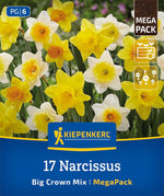 Mega-Pack Narzissen Großkronige Mischung