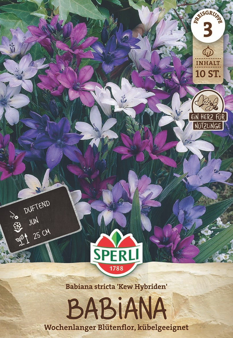 SPERLI Blumenzwiebeln Kew Hybriden