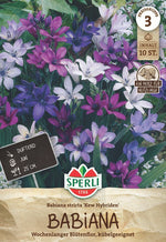 SPERLI Blumenzwiebeln Kew Hybriden