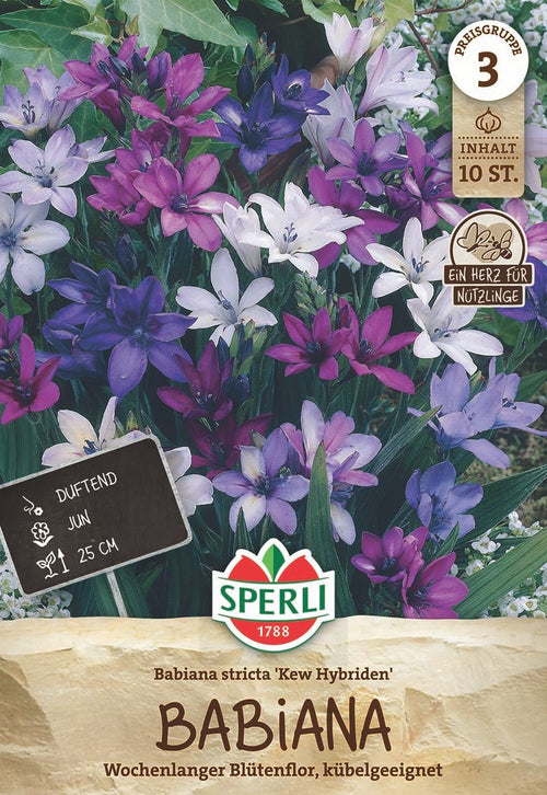 SPERLI Blumenzwiebeln Kew Hybriden