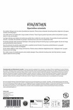 Premium Hyazinthe Gipsy Princess
