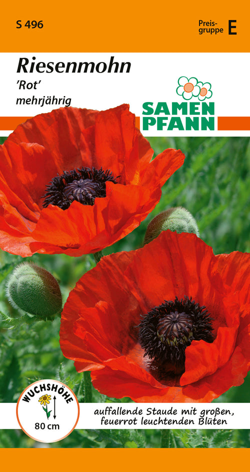 Samen Pfann Rot Riesenmohn