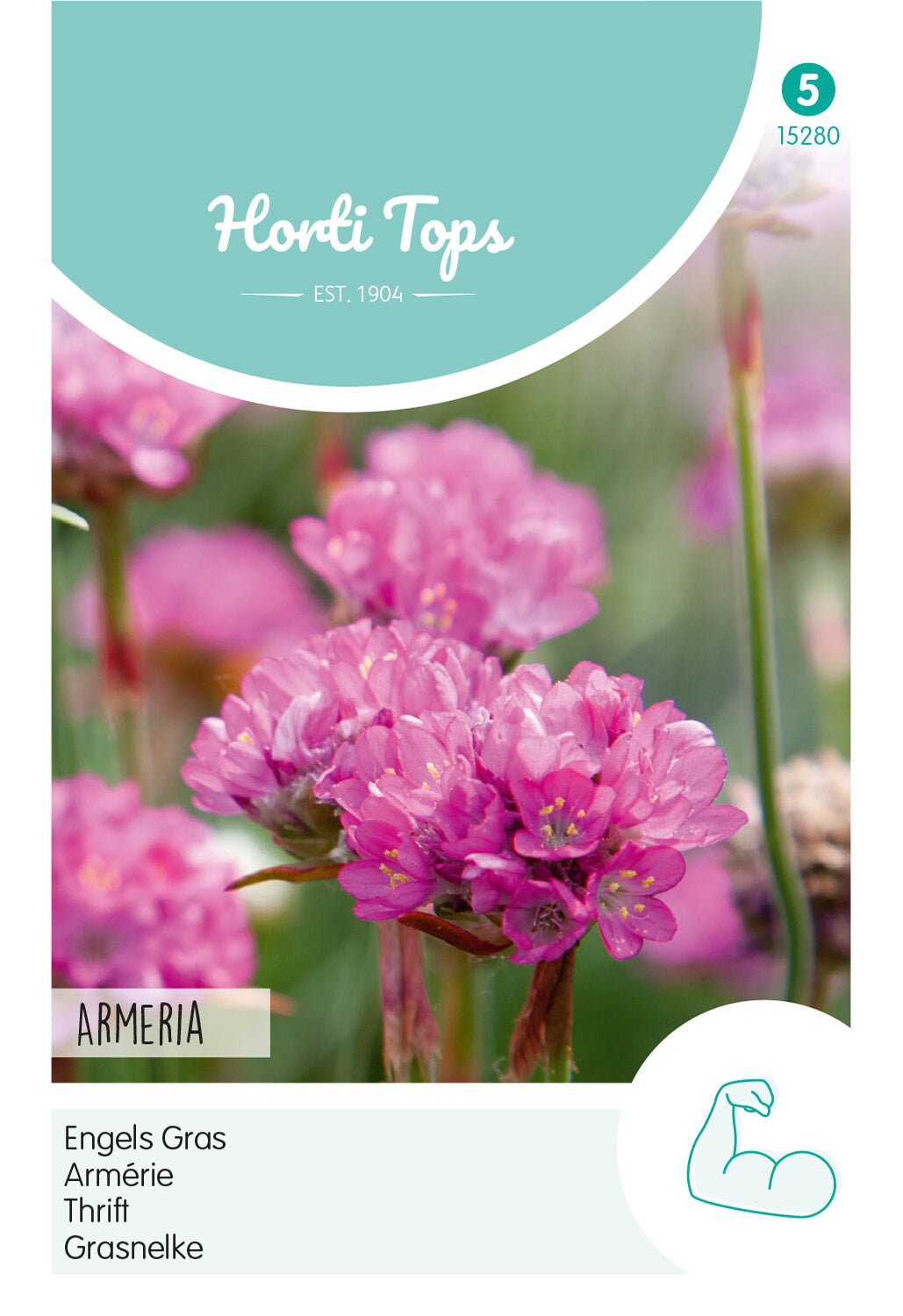 Horti Tops Grasnelke Splendens