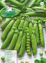 Schalerbse Kleine Rheinländerin