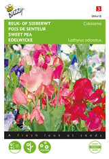 Buzzy Seeds Edelwicken Colorama Mischung