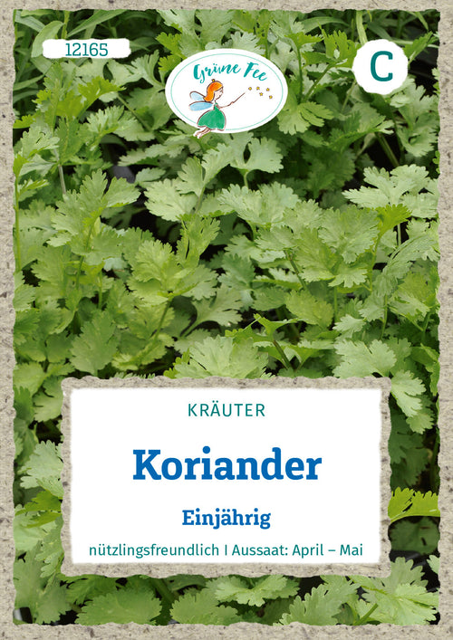 Grüne Fee Koriander Einjährig