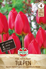 Darwin-Hybrid-Tulpe Parade