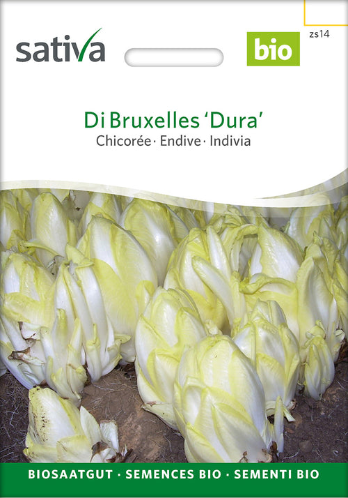 Sativa Chicorée Di Bruxelles ‘Dura’