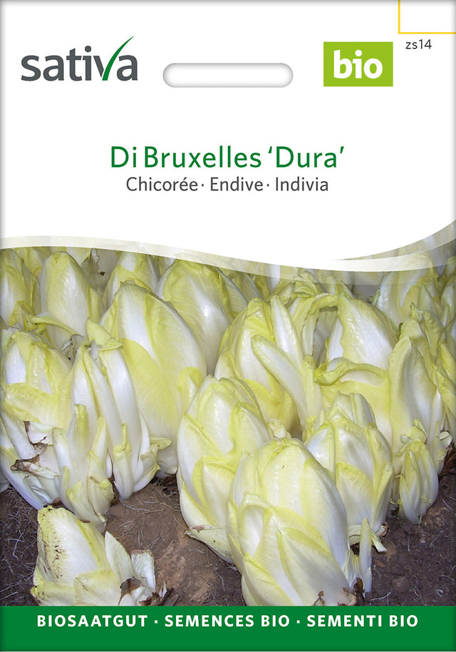 Sativa Chicorée Di Bruxelles ‘Dura’
