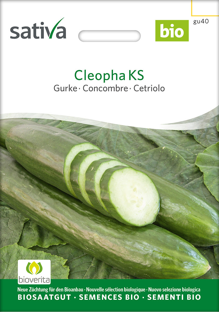Sativa Gurke Cleopha KS